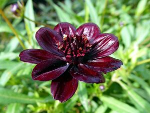 flower-2796939_640