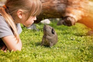 guinea-pig-792524_640-1