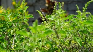 holy-basil-5324875_640