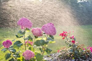 hydrangeas-4366894_640