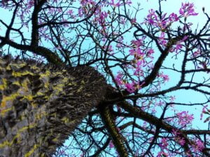 kapok-tree-323530_640