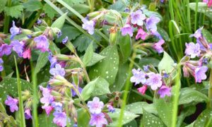 lungwort-5038548_640