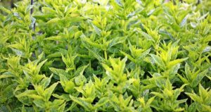 mint-1500452_640