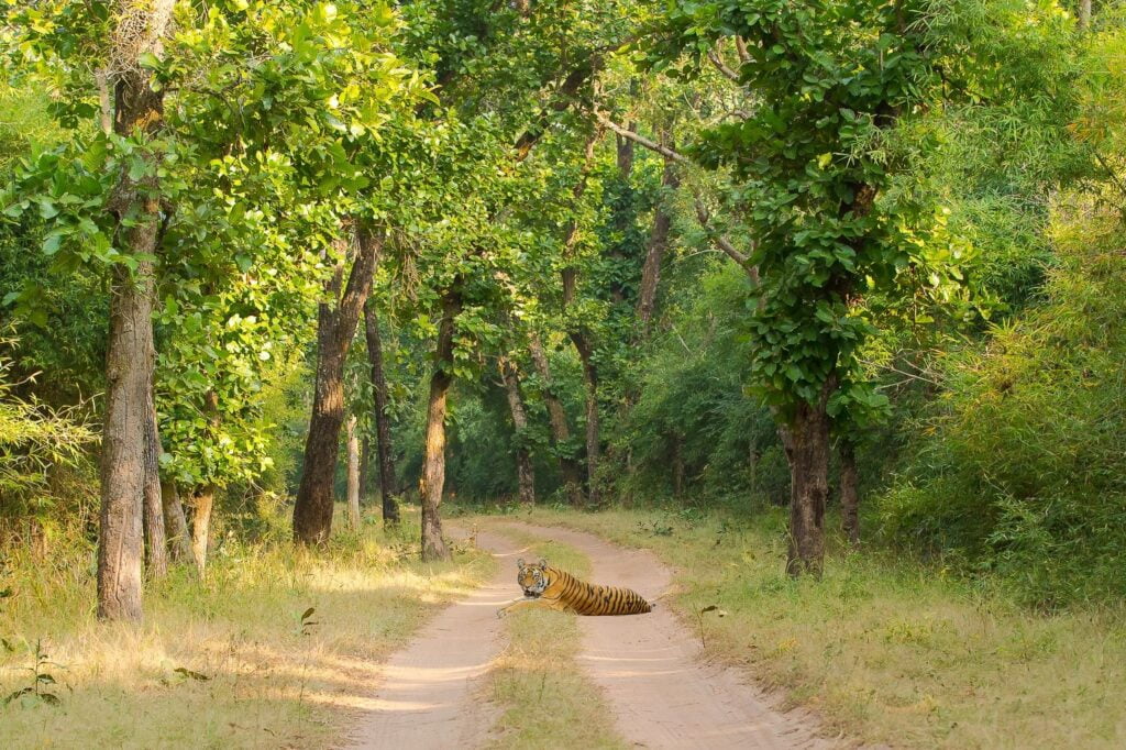 Top 10 Places for Tracking in Madhya Pradesh