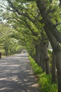 neem-tree-4504887_640-1