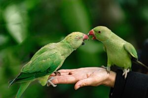 parrots-5350976_640