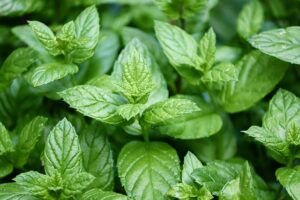 peppermint-4487398_640