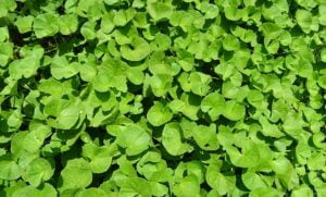 plant-1646388_640