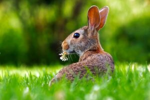 rabbit-1903016_640