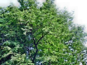 tamarind-502259_640