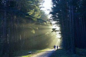 the-path-7631282_640