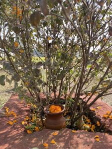 ulsi-Sacred-Tree