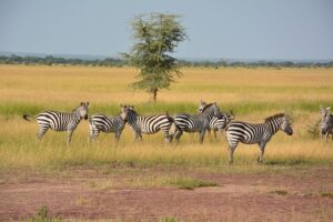 zebras-1016064_640