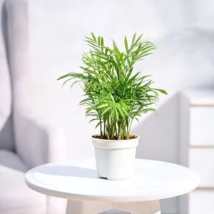 Bamboo-Palm-Chamaedorea-seifrizii