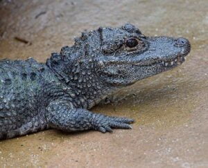 Chinese-Alligator