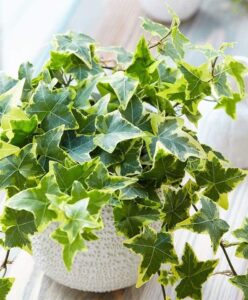 English-Ivy-Hedera-helix