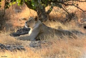 Gir-National-Park