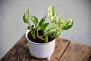 Close up leaf of green plants in plants for sell concept.