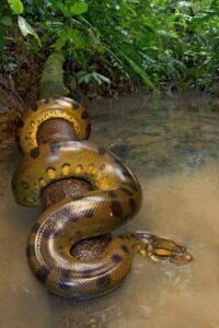 Green-Anaconda