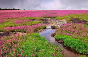 Kaas-Plateau