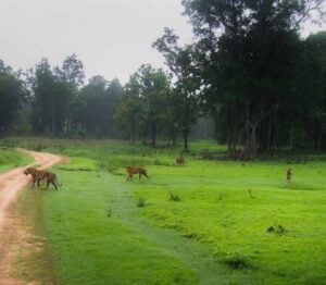 Kanha-National-Park-Small
