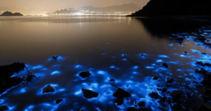 Luminous-Lagoon-Falmouth-Jamaica