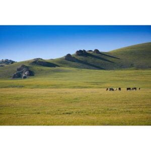 Mongolian-Steppe