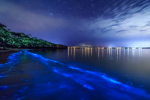 Mosquito-Bay-Vieques-Puerto-Rico1-Small