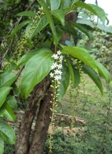 Parijaat-tree