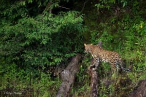 Periyar-National-Park2-Small