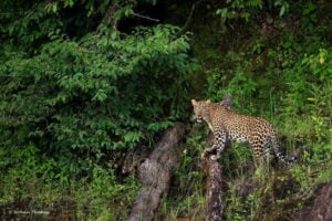 Periyar-Wildlife-Sanctuary