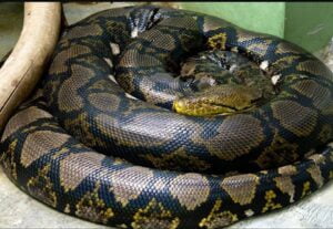 Reticulated-Python