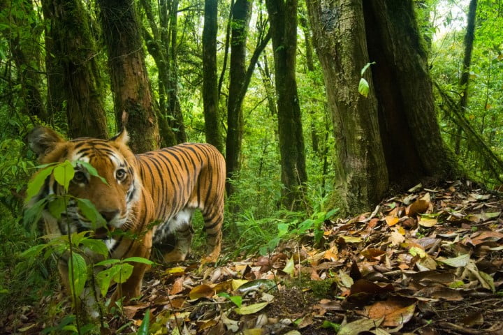 Top Natural Places to Visit in Bhutan - Nature Worldwide