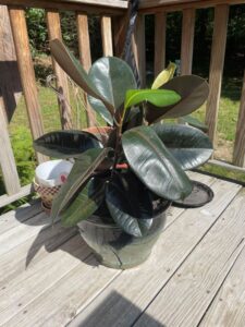 Rubber-Plant