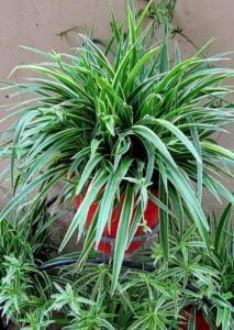 Spider-Plant