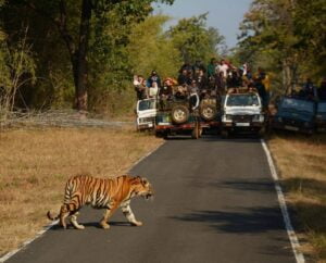 Tadoba-Andhari-Tiger-Reserve