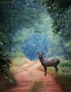 Tadoba-Andhari-Tiger-Reserve-Small