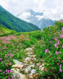 Valley-of-Flowers-National-Park