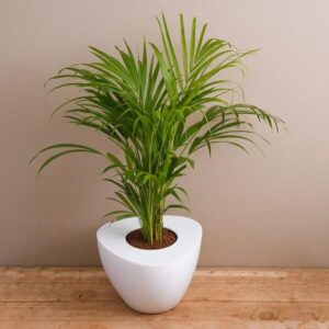 Best 10 Air Purifying Plants Available in India