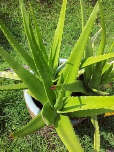 aloe-vera-314458_640