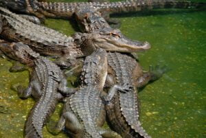 american-alligators-1548314_640