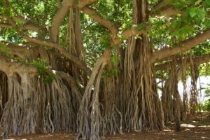banyan-tree-1049021_640-2