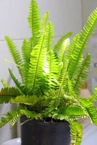 boston-fern-5114414_640