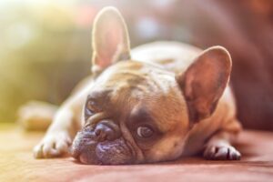 bulldog-1224267_640