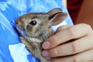 bunny-968855_640