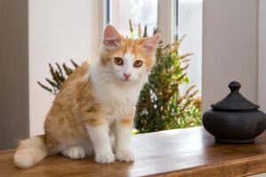 cat-4429821_640