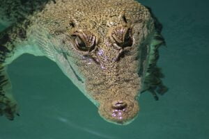 crocodile-4929825_640