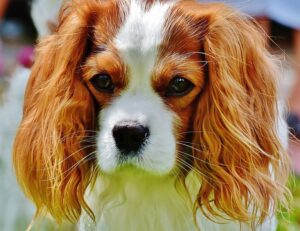 dog-1606585_640