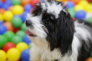 dog-2746234_640