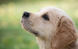 Scientific Reason Behind Dogs Being So Friendly